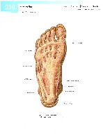 Sobotta  Atlas of Human Anatomy  Trunk, Viscera,Lower Limb Volume2 2006, page 345